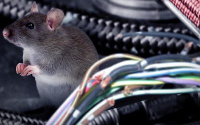 Cara Usir Tikus Yang Bersarang di Mesin Mobil