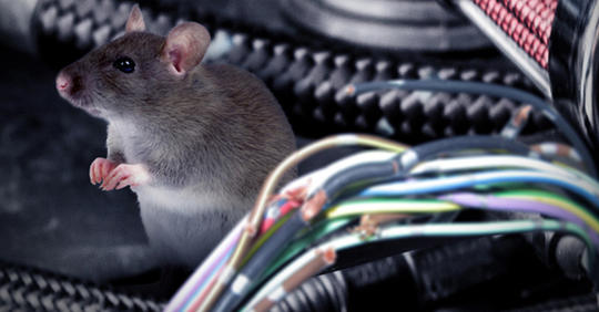 Cara Usir Tikus Yang Bersarang di Mesin Mobil